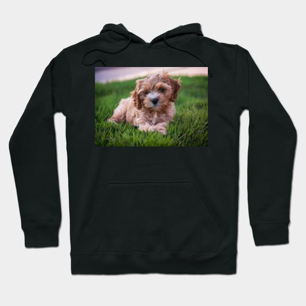 Cute Cavapoo Hoodie by StacyWhite